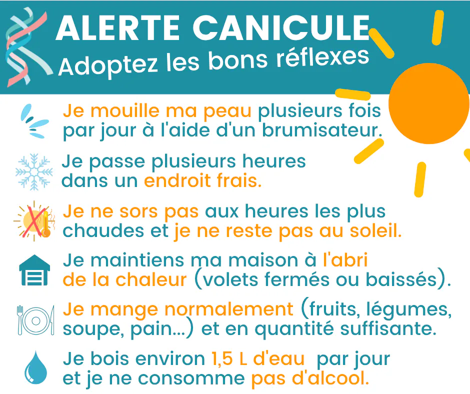 canicule-les-bons-reflexes